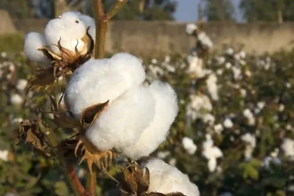 cotton harvesting